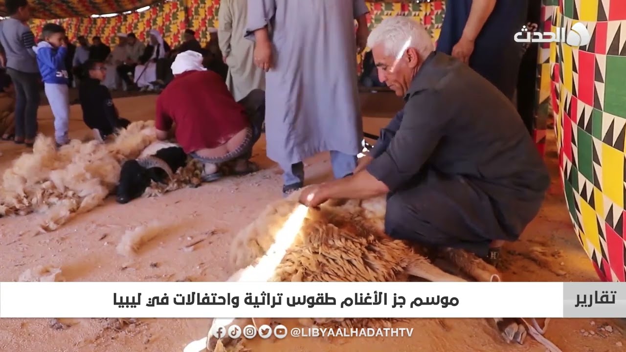 تقرير | موسم جز الأغنام طقوس تراثية واحتفالات في ليبيا