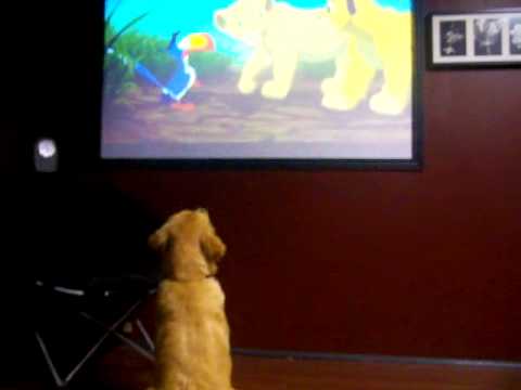 Golden Retriever Puppy sings along to "the lion ki...