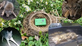 How to catch coyotes using The Kill Squeak ! #Trapping #DukeTraps #RedFox #TrapBedding