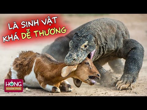Video: Top 10 sự thật thú vị về Iguanas