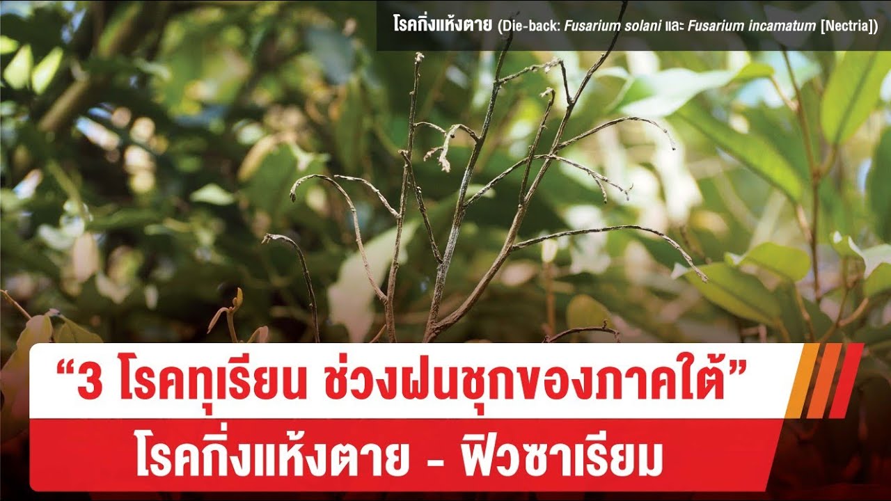 โรคกิ่งแห้งตายหรือโรคกิ่งเน่าตายในทุเรียน