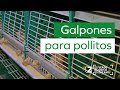 Galpones para pollitos, Jaulas para cría recría de pollitas, La avicultura automática moderna. 🐤🐤🐤