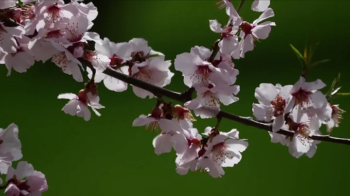 Sea of peach blossoms in SW China's Tibet - DayDayNews