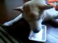 京都の老犬、お正月に白味噌雑煮を食すの画 の動画、YouTube動画。