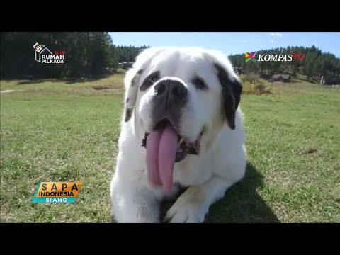 Video: Lidah Anjing