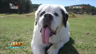 Download Lagu Seekor Anjing Pecahkan Rekor Punya Lidah Terpanjang di Dunia MP3