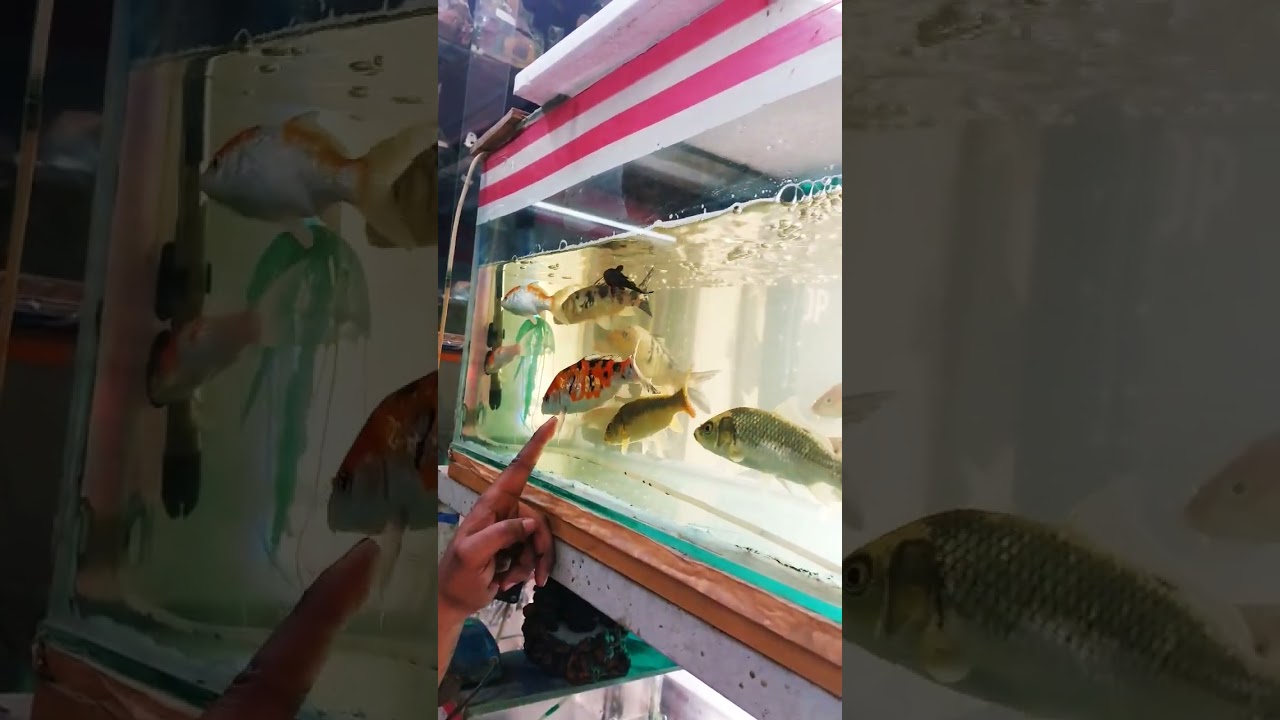 Japanese Koi Fish, Carp fishes, Fish House aquarium shop 9580224699 #fish #shorts #trendingshorts