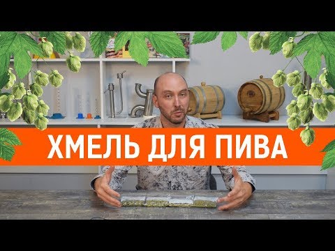 Видео: Хмель и терруар: почему пивной мир переходит на термин 