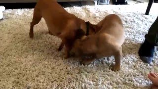 Ghibli, The French Dumpling, Battles Buddy