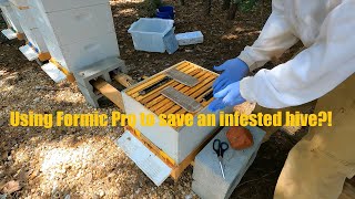 Using Formic pro to save a varroa mite infested hive! (Beekeeping)