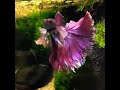 Betta Fish Halfmoon big ear