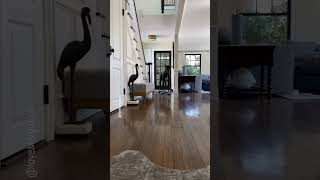 Wheres All My Girls That Cant Walk In Heels