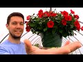 Secrets to Growing Huge Hanging Flower Baskets full of Petunias or any other Plants