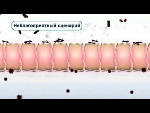 Пробиотики  Механизм действия 1