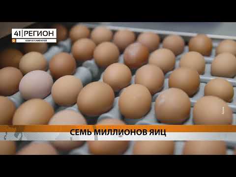 КОЛИЧЕСТВО КУРИНЫХ ЯИЦ, ПОСТАВЛЯЕМЫХ НА КАМЧАТКУ, УВЕЛИЧАТ • НОВОСТИ КАМЧАТКИ