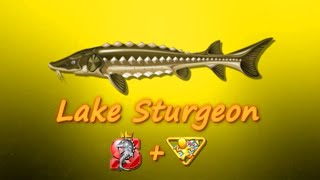 Fishao - Lake Sturgeon 5 Sturgeon Badge Lake Run Badge