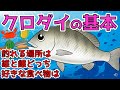 【クロダイ（チヌ）】黒鯛を知っている人知らない人の差は大きい