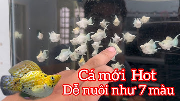 Dòng cá cảnh mới "hot" được mọi người yêu thích nhờ đặc điểm sau - molly fish