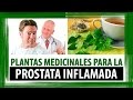 PLANTAS MEDICINALES PARA LA PROSTATA INFLAMADA | HIERBAS MEDICINALES PARA LA PROSTATA