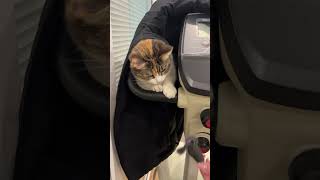 Забавная Кошка Охотится #Shortsvideo  #Cat