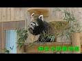 【桐生が岡動物園】レッサーパンダのライム(260508)