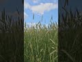 колосья на ветру. поле и небо #nature #природныепейзажи