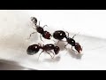 ASI VA MI POLIGINIA DE 3 REINAS🔴Solenopsis