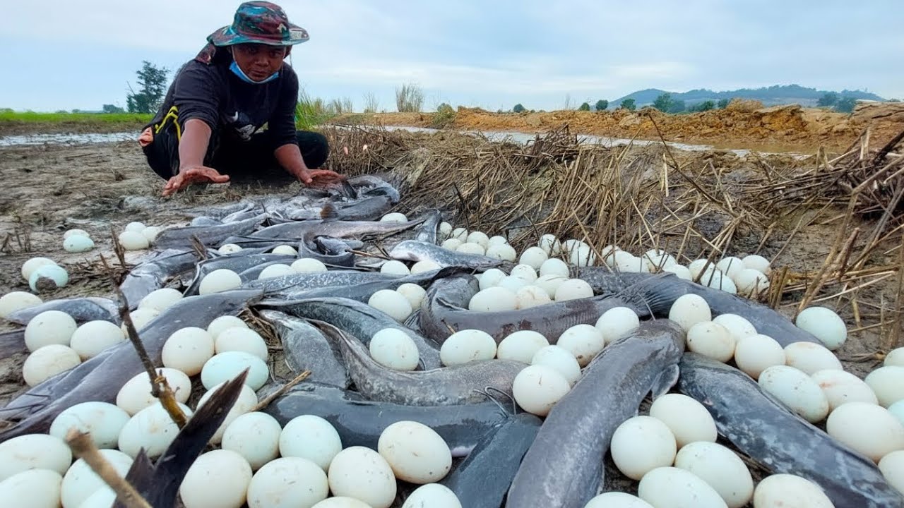 Мастерство рыбалки / Рыбак ловит много рыбы в поле вручную