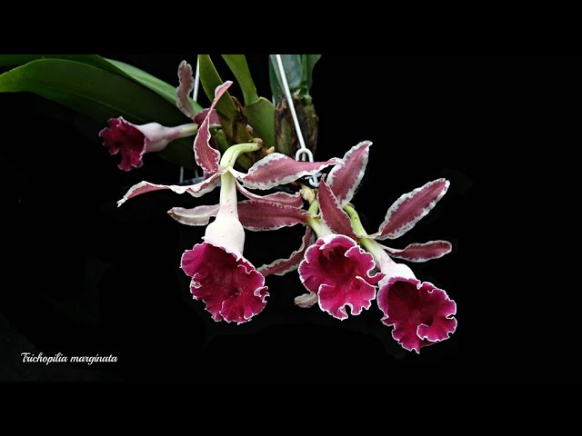 philodendron painted lady pflege Philodendron 'Painted Lady' – Foliage Factory