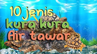 10 Types of Freshwater Turtles That Beginners Can Keep #tortoise #turtle #fypシ゚viral #animals