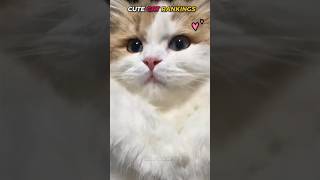 Ranking cute cats but that last expression... 💀 #cutecat #funnycats #petvideos