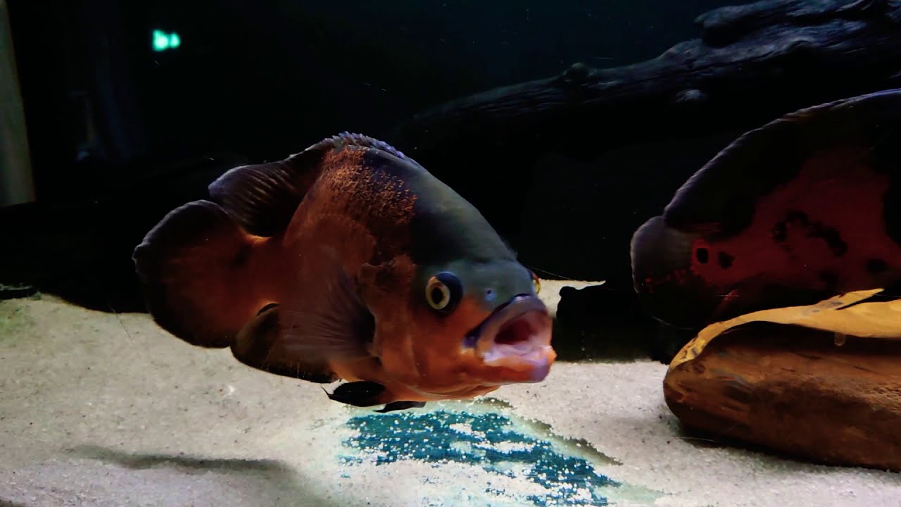 Oscar cichlid tank. - YouTube Oscar cichlid tank. - YouTube