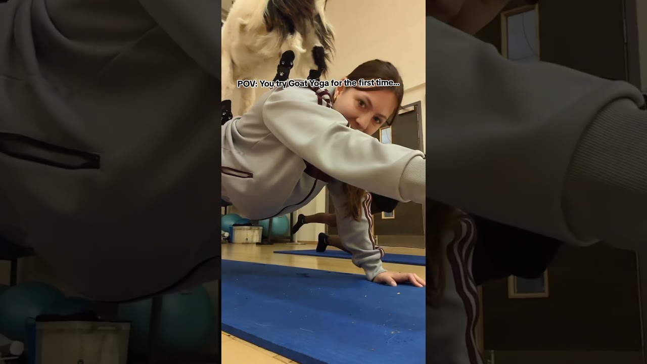 POV: you try goat yoga for the first time...