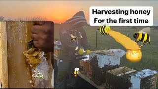 Harvesting honey for the first time