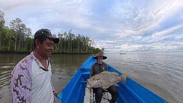 Kaimana West Papua Black Bass