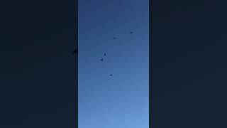 5 bird kit of Fireballs