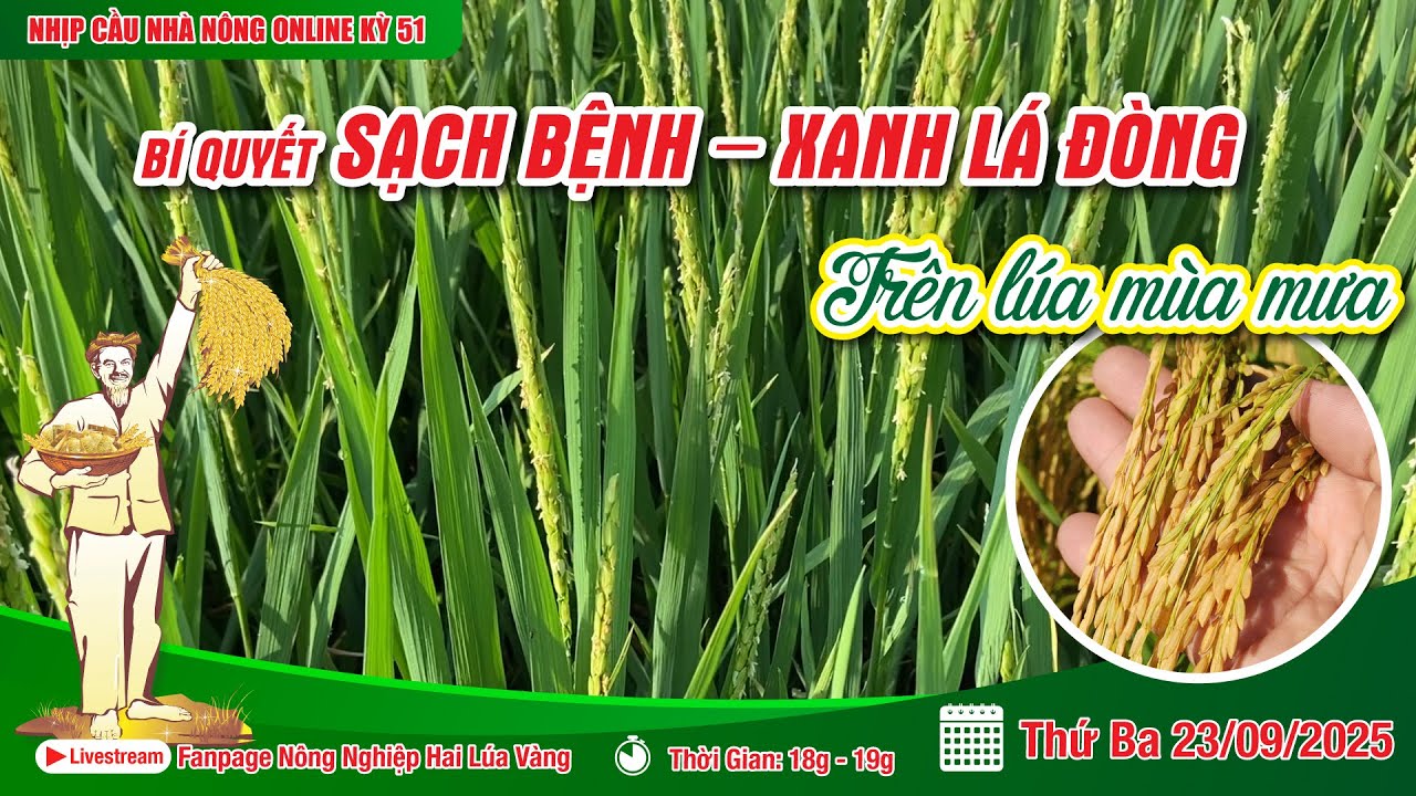 Nhịp Cầu Nhà Nông Online Kỳ 51:Bí quyết Sạch Bệnh - Xanh Lá Đòng trên lúa mùa mưa | Hai Lúa Vàng