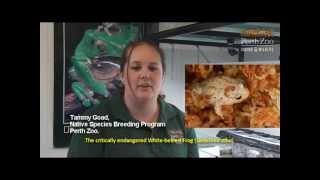 Saving Rare Frogs at Perth Zoo