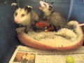 Baby opossums learn to eat whole grapes - Mary Cummins, Animal Advocates