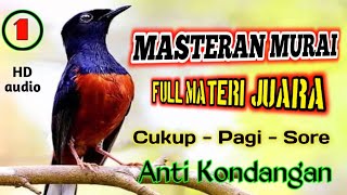 🟢 Masteran Murai Batu ✅ Full Materi Juara ‼️Kuncian Juri