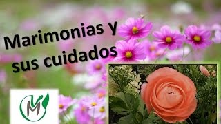 Marimonias y cuidados - Vivero Marra - YouTube