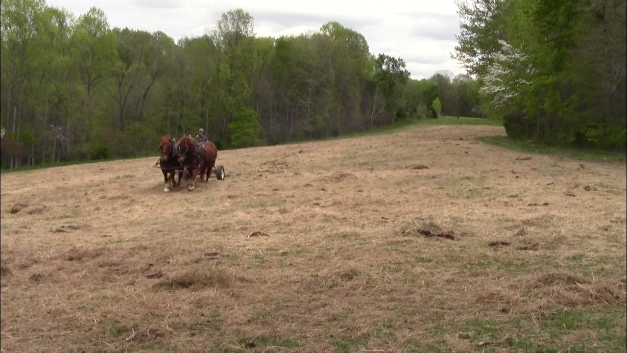 Dragging winter cow pasture YouTube