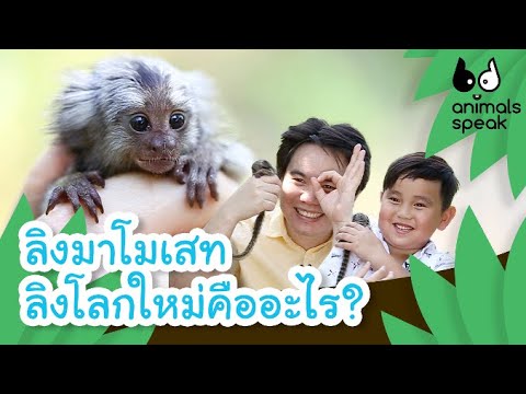 วีดีโอ: ทำไมลิงโลกใหม่ถึงมีหางจับได้?