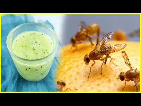 5 ways how to finally get rid of fruit flies  In Your House