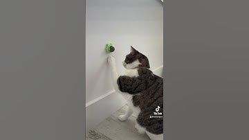 The Catnip Ball is a feline favorite and they LOVE them! Get yours for 20% off! At CleanliPet.com