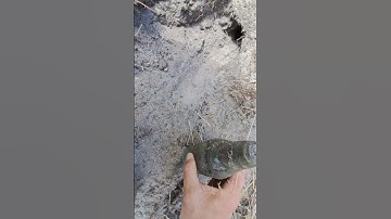 Bottle digging : codd bottle: #shorts #shortvideo #relichunt #metaldetecting