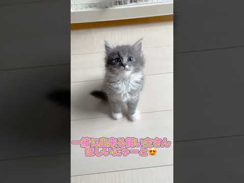 マイペースなラパーマちゃん🩷 【お問合せ詳細は説明欄に記載あります】  #マンチカン #子猫 #ブリーダー直販 #猫 #猫のいる暮らし #ミヌエット #子猫販売 #ラパーマ #スクーカム #猫動画