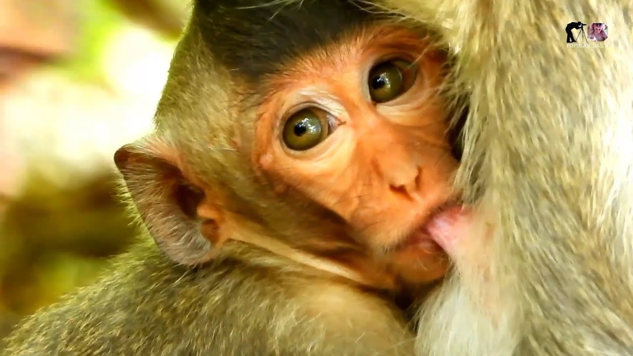 action mix clip of monkey group charlie they are very active