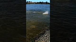 Giant Trevally destroying mullet !!  #australia #fishing #catch #hunting #louisfishingodyssey #fish