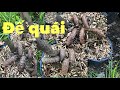 Gốc nhớt quấn rể quái